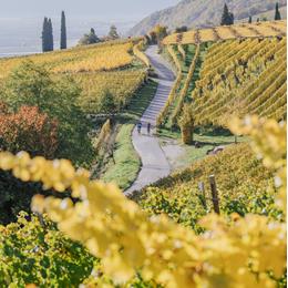 2020-thomas-monsorno-herbst-weinstra-e-highres-2-5