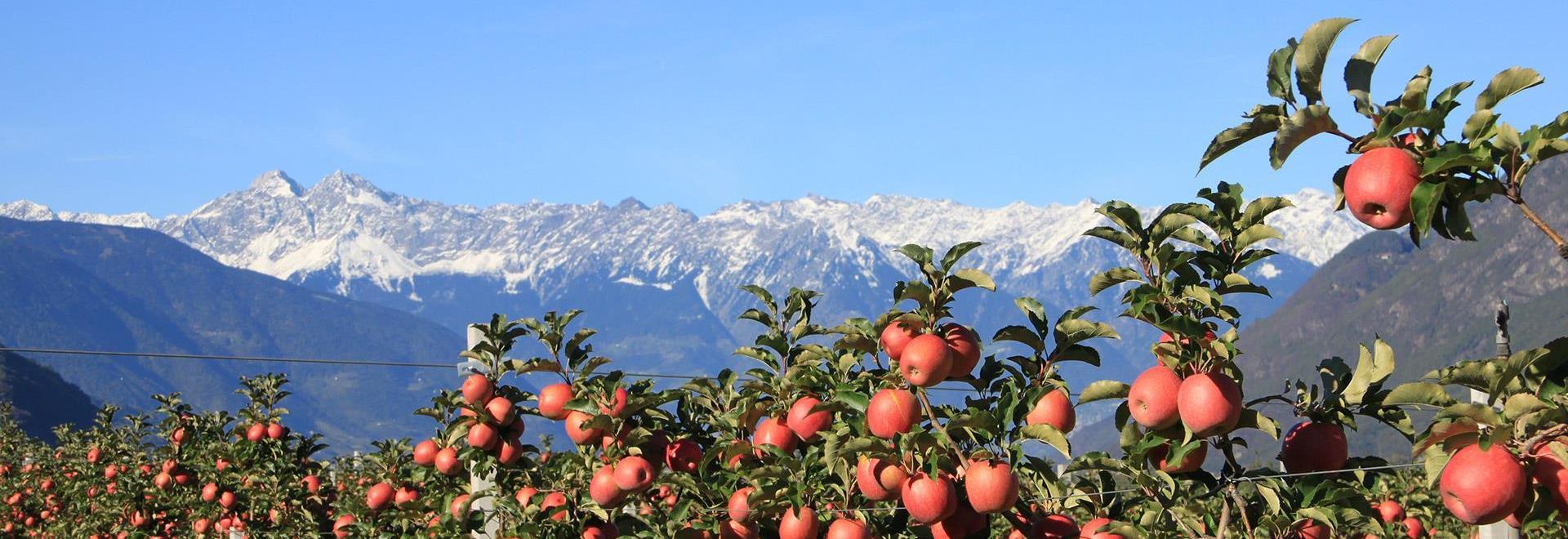 herbst